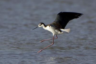 Black-Necked Stilt