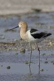 American Avocet