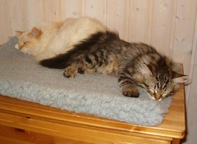 ...home & sleep with some Birmans :-)