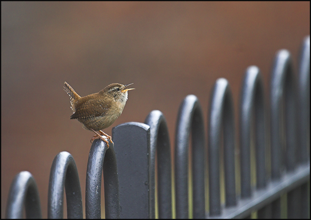 Jenny Wren singing