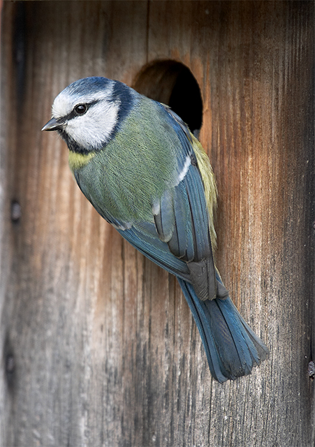 Nest Inspection