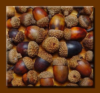 Acorn Assembly
