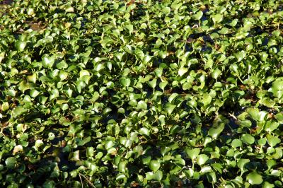 Water Hyacinths