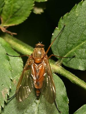 Rhagionidae sp.