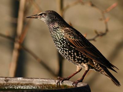 Sturnus vulgaris