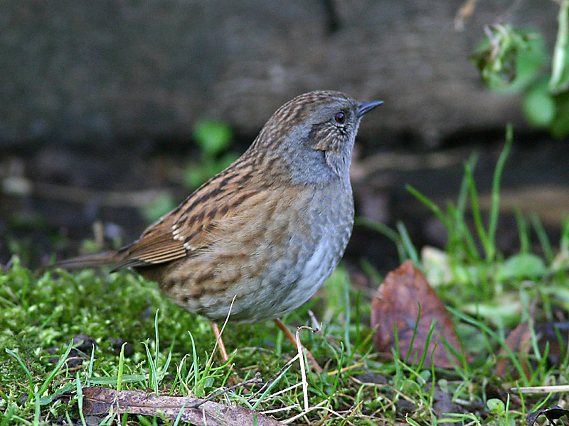 Prunella modularis