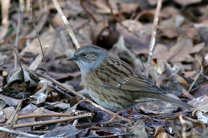 Hedge Sparrow