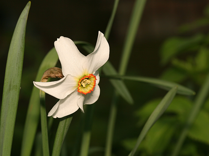 Narcissus poeticus