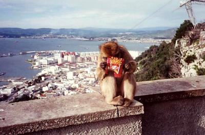 Gibraltar inhabitant
