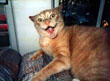 20036098.uglycat.jpg