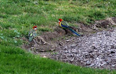 Two Eastern Rosellas