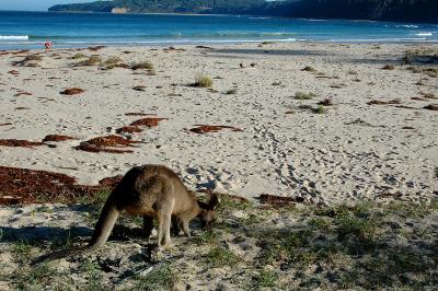 Pebbly Beach