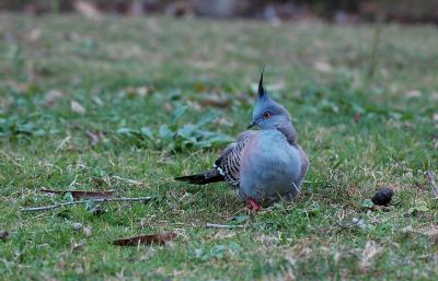 Crested Pigeon 2