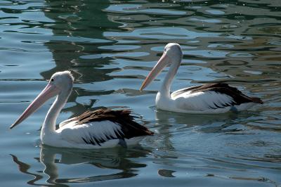 Two Australian Pelicans
