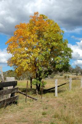 Tree in Autumn