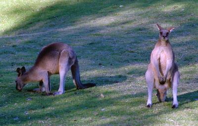 Two Roos