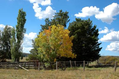 trees around old cattle dip