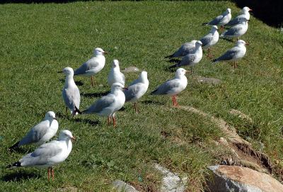 Silver Gulls