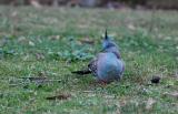 Crested Pigeon 2