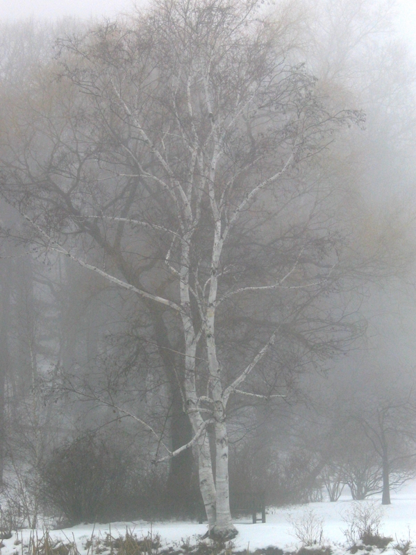 Birch Tree