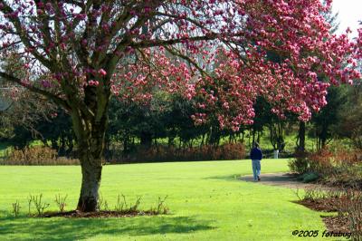 Tulip tree