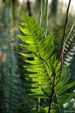 Backlit fern