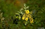 Oregon Grape
