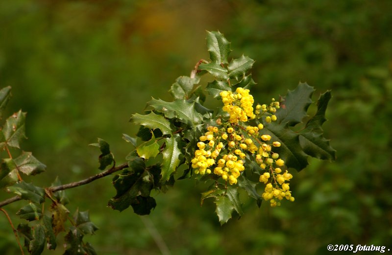 Oregon Grape