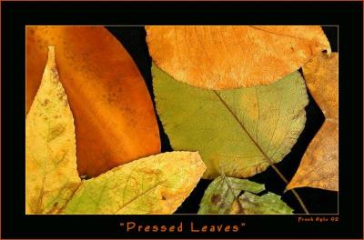 Pressed Leaves