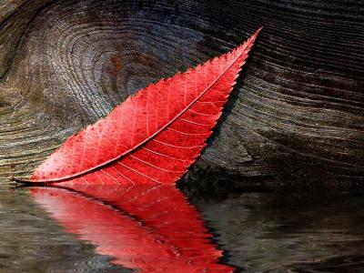 Red Reflections