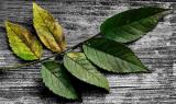 Wild Rose Leaves