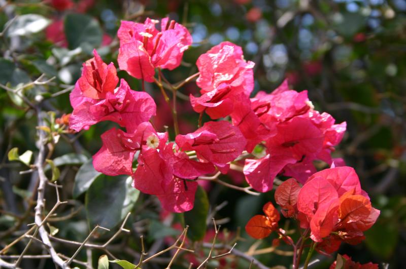 Garden flowers.