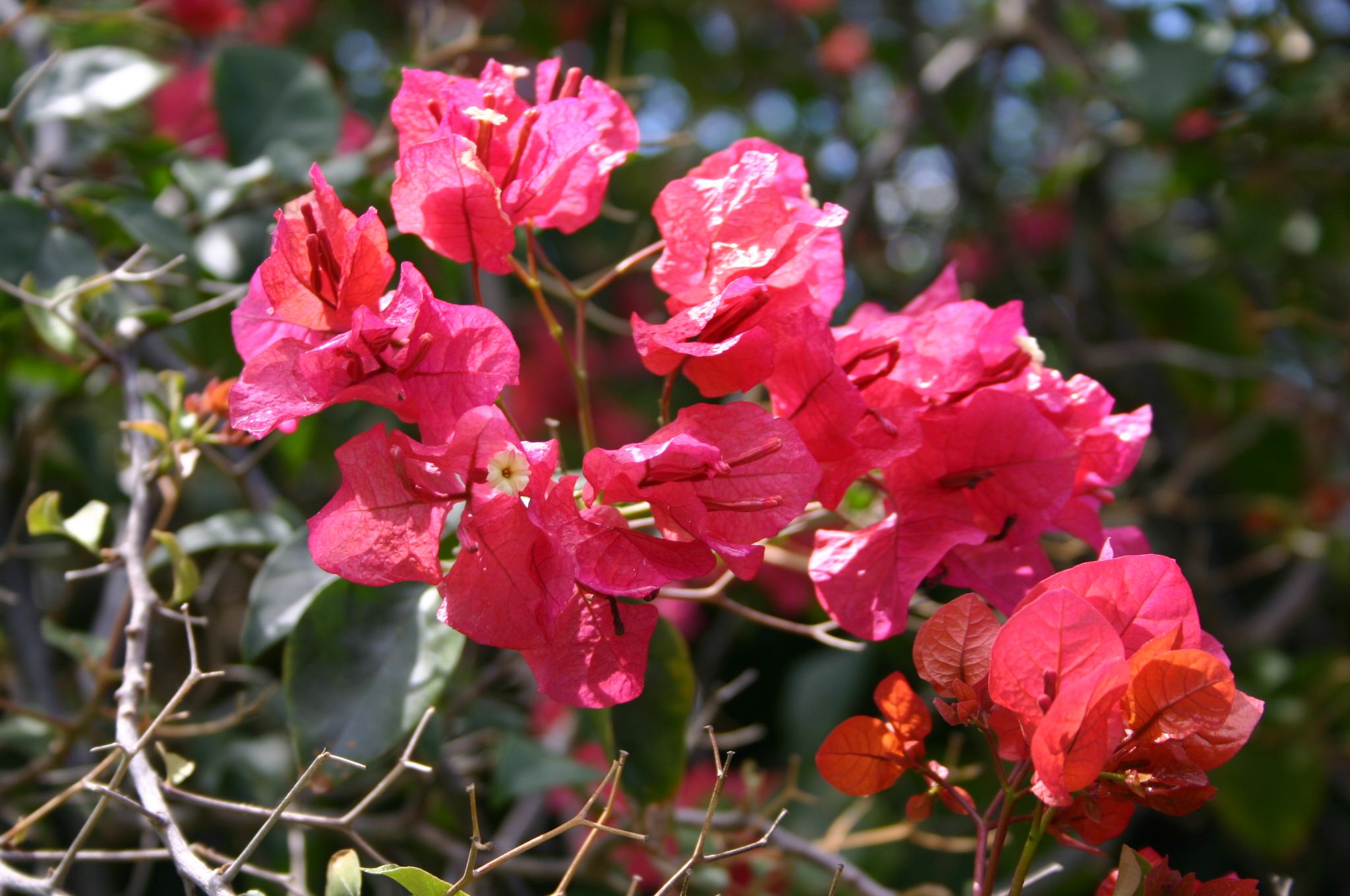 Garden flowers.