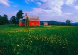 Red Barn and Buttercups