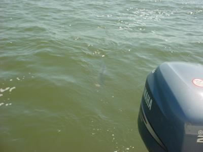 4/6/2005 - Big fish on light tackle!