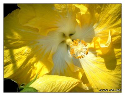 Yellow Hibiscus
