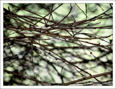 Twigs