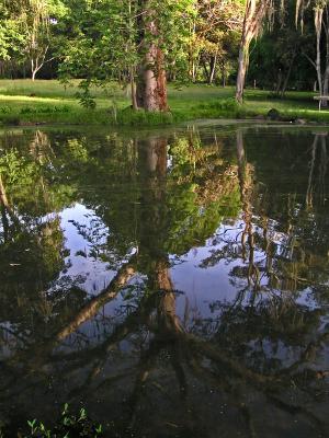 Reflected tree / Arbol reflejado
