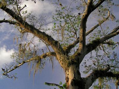 Tree and sky / Arbol y cielo