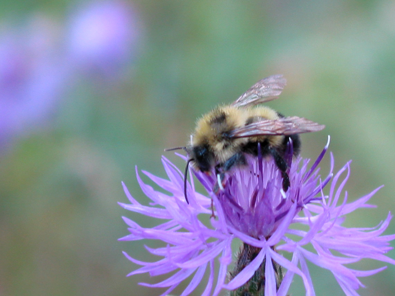 Bachelor Button Bee  2