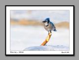 bluejay800.jpg