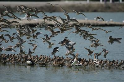 Long-billed Dowitchers