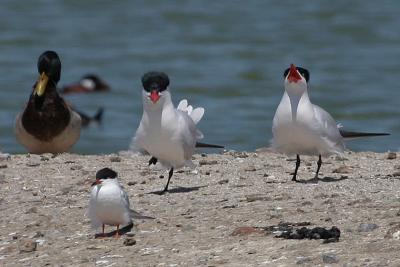 Caspian Terns and Forster's Tern