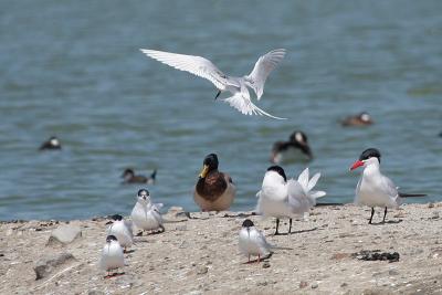 Caspian Terns and Forster's Terns