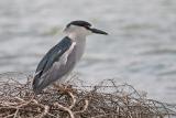 Black-Crowned Night Heron