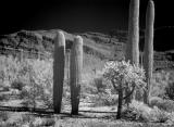 Four Saguaros