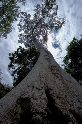 Ancient trees