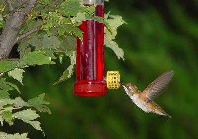 Hummingbird