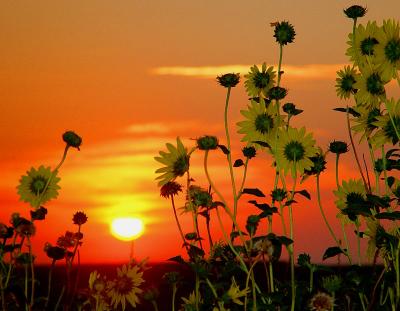 Sunflowers