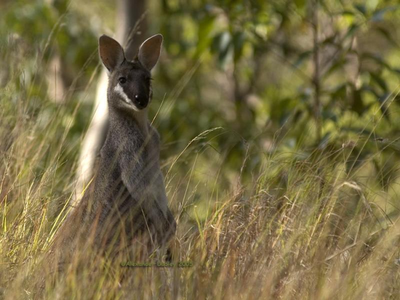 Whiptail Wallaby, Notamacropus parryi